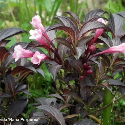 Weigela florida 'Nana Purpurea' - 