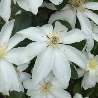 Clematis 'Wada's Primrose'