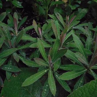 Euphorbia 'Blackbird'