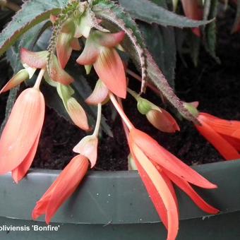 Begonia boliviensis 'Bonfire'