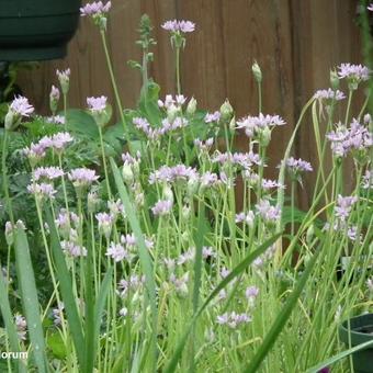 Allium uniflorum