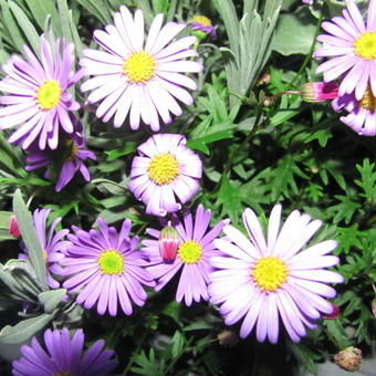 Aster amellus