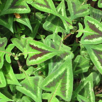 Persicaria microcephala 'Purple Fantasy'