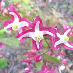 Epimedium x rubrum 'Galadriel' - 