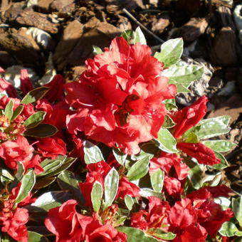 Rhododendron 'Hot Shot Variegata'