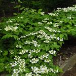 Viburnum plicatum 'Shasta' - 