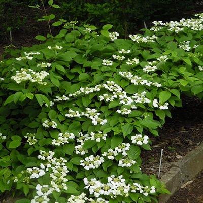 Viburnum plicatum 'Shasta' - 