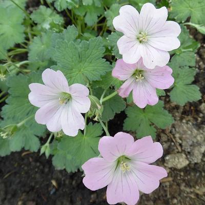 Geranium 'Dreamland' - Geranium 'Dreamland'