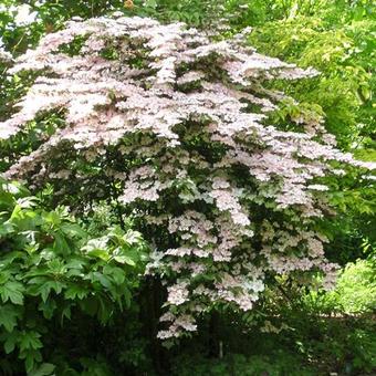 Viburnum plicatum var. tomentosum 'Molly Schroeder'