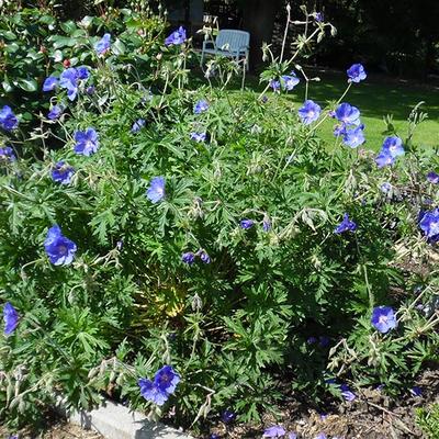 Geranium 'Eureka Blue' - 