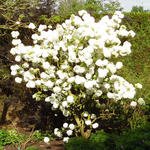 Viburnum macrocephalum - 