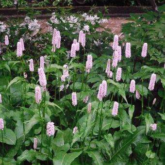 Persicaria bistorta