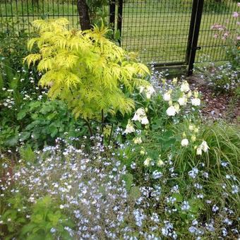 Sambucus racemosa 'Plumosa Aurea'