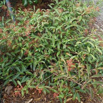 Viburnum henryi