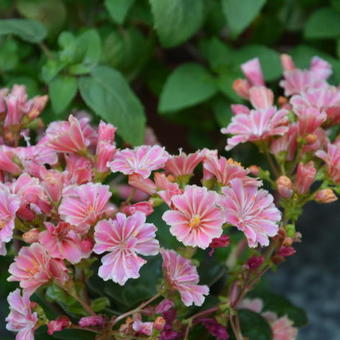 Lewisia 'LITTLE Plum'