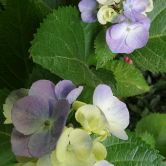 Hydrangea macrophylla FLAIR & FLAVOUR 'Minty Ice'