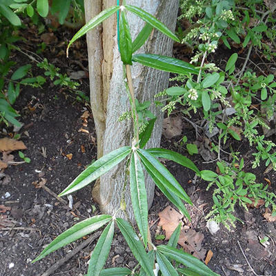 Rubus henryi var. bambusarum - 