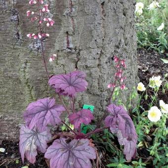 Heuchera 'Sugar Plum'