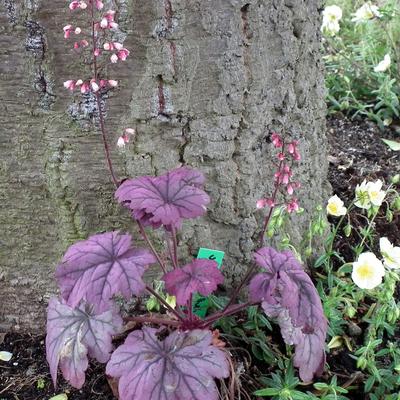 Heuchera 'Sugar Plum'  - Heuchera 'Sugar Plum' 