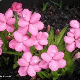 Rhodohypoxis ‘Claudia’