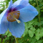 Meconopsis x sheldonii 'Lingholm' - 