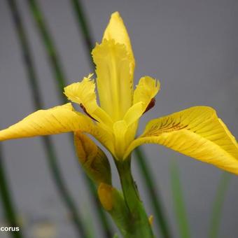 Iris pseudacorus