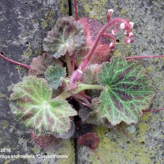 Saxifraga stolonifera 'Cuscutiformis'