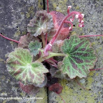 Saxifraga stolonifera 'Cuscutiformis' - 