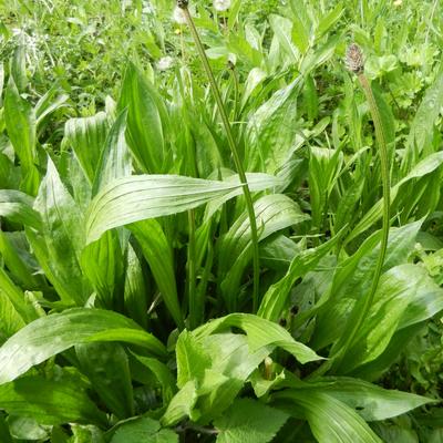 Plantago lanceolata - Spitzwegerich