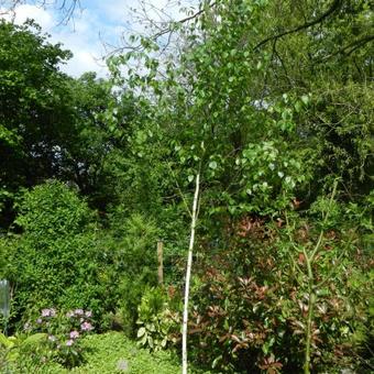 Betula utilis var. jacquemontii