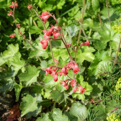 Heuchera sanguinea