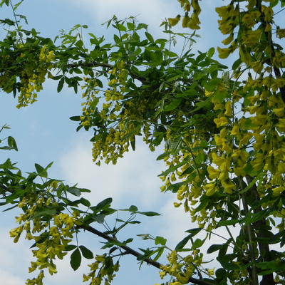 Laburnum x watereri 'Vossii' - Laburnum x watereri 'Vossii'