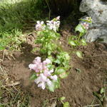 Lamium maculatum 'Pink Pewter' - 