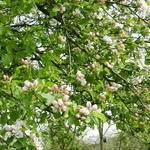 Malus domestica 'Schone Van Boskoop'  - Malus domestica 'Schone Van Boskoop' 