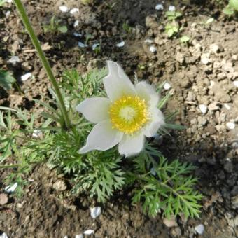 Pulsatilla vulgaris 'Pinwheel White'