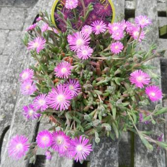 Delosperma aberdeenense