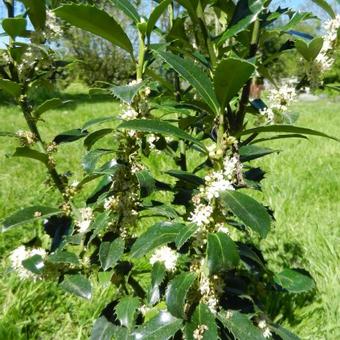 Ilex x meserveae 'Heckenpracht'