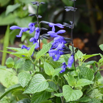 Salvia coerulea 'Black and Blue'