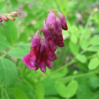 Lathyrus niger