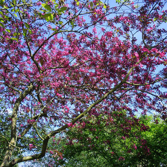 Malus 'Liset'