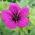 Geranium 'Nicola'