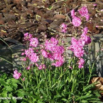 Lychnis viscaria 'Plena'