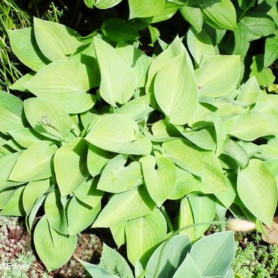 Hosta 'Gold Edger' - 