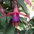 Fuchsia 'Komeet'