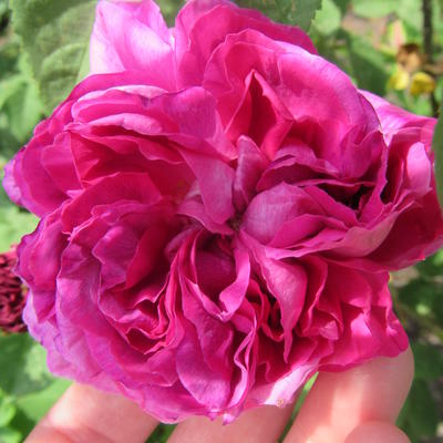 Rosa 'William Lobb' - 