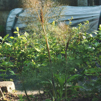 Foeniculum vulgare 'Purpureum'