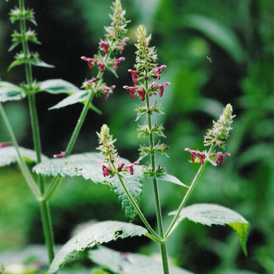 Stachys sylvatica - Épiaire des bois - Stachys sylvatica