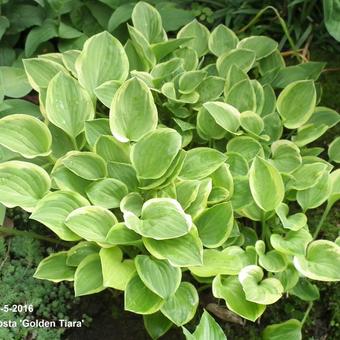 Hosta 'Golden Tiara'