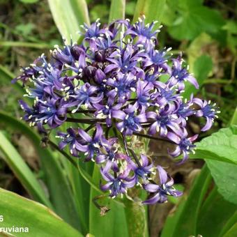 Scilla peruviana