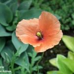 Papaver dubium - Saat-Mohn